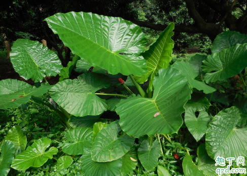 滴水观音能水培吗 滴水观音怎么水培成活率高