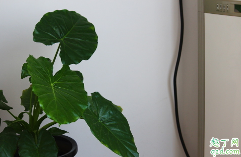 滴水观音能水培吗 滴水观音怎么水培成活率高