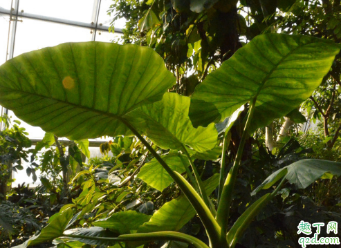 滴水观音能水培吗 滴水观音怎么水培成活率高