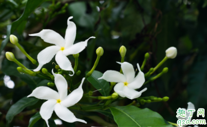 刚买的茉莉花如何种植 茉莉花修剪要注意什么