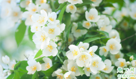 刚买的茉莉花如何种植 茉莉花修剪要注意什么