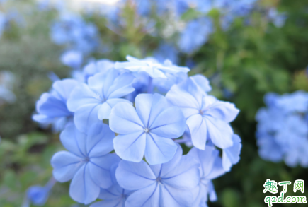 刚买的茉莉花如何种植 茉莉花修剪要注意什么