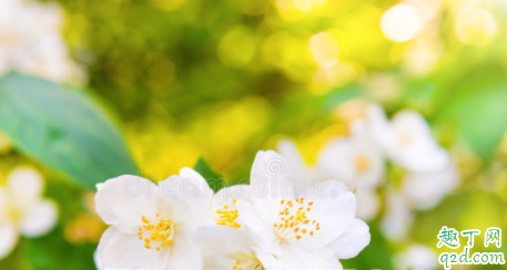 刚买的茉莉花要不要换盆 茉莉花繁殖的方法是什么