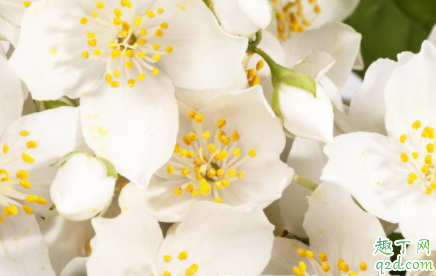刚买的茉莉花要不要换盆 茉莉花繁殖的方法是什么