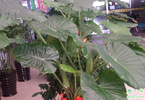 滴水观音用什么土长得旺盛 滴水观音用什么土长得旺盛