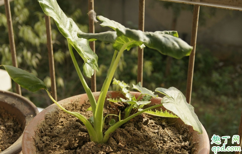 滴水观音用什么土长得旺盛 滴水观音用什么土长得旺盛