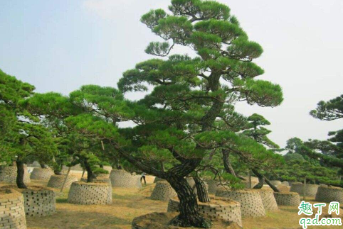 黑松用什么肥料最好 给黑松施肥哪些是要注意的