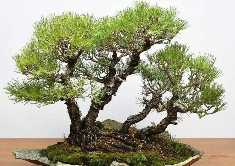 黑松用什么肥料最好 给黑松施肥哪些是要注意的