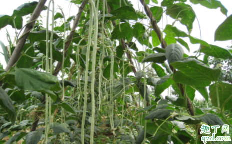 豇豆种植应该如何选种 豇豆为什么要用地膜