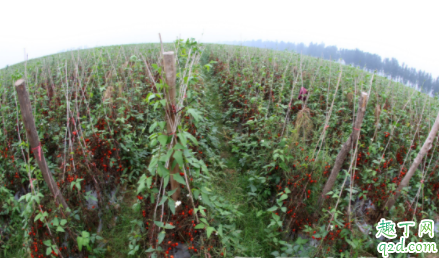 豇豆为什么要破膜放苗 种豇豆选白地膜还是黑地膜