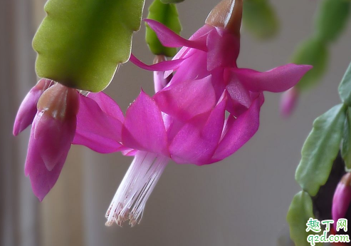 仙人掌啥时候嫁接蟹爪兰最好 仙人掌嫁接蟹爪兰能浇淘米水吗