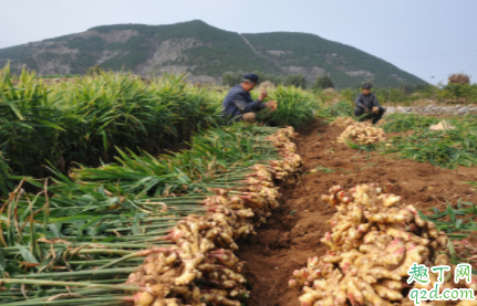 生姜种植如何选种 生姜怎么整地