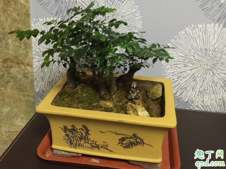家里养小叶紫檀树好吗 小叶紫檀树怎样养长得好