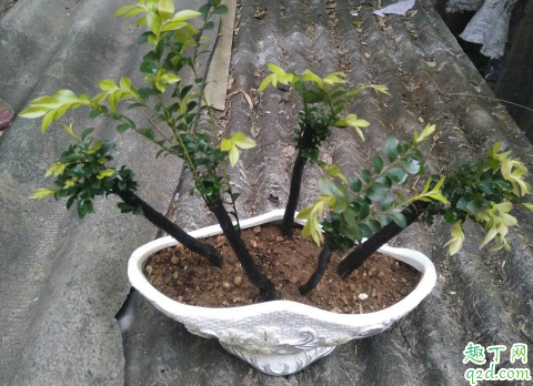 家里养小叶紫檀树好吗 小叶紫檀树怎样养长得好