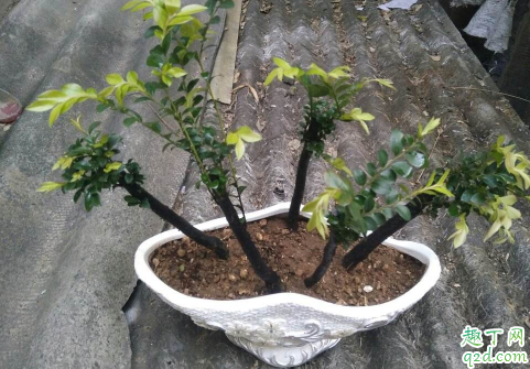 小叶紫檀好养活吗 小叶紫檀老掉叶是怎么回事
