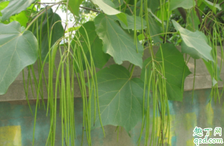 豇豆耐不耐冻 豇豆种植如何防止倒春寒