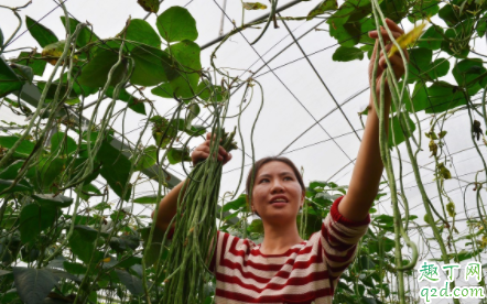 种豇豆怎么搭架子 豇豆怎么整枝