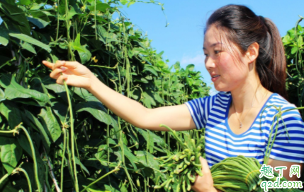 种豇豆怎么搭架子 豇豆怎么整枝