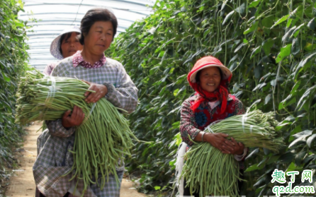 种豇豆怎么搭架子 豇豆怎么整枝