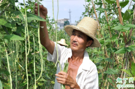 大棚种植豇豆如何通风 豇豆成熟采收要注意什么