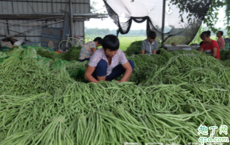 大棚种植豇豆如何通风 豇豆成熟采收要注意什么