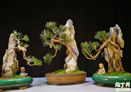 黄杨木盆景怎么制作 黄杨盆景怎么养长得旺盛