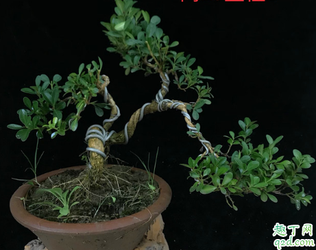 ?黄杨属于阳生植物吗 黄杨能不能长期养在室内