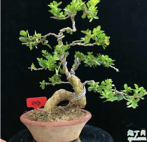 ?黄杨属于阳生植物吗 黄杨能不能长期养在室内
