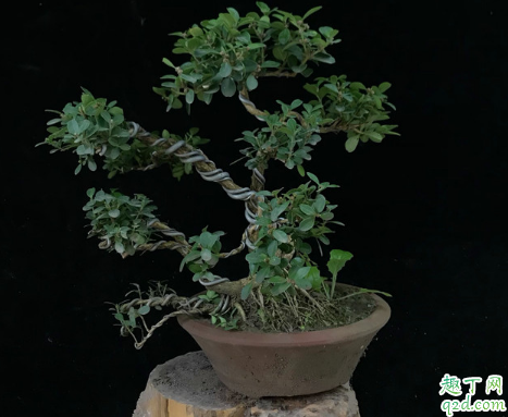 ?黄杨属于阳生植物吗 黄杨能不能长期养在室内
