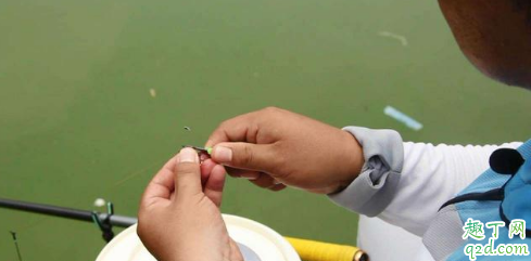 钓鲤鱼玉米粒怎么泡制 水融袋打窝怎么下沉