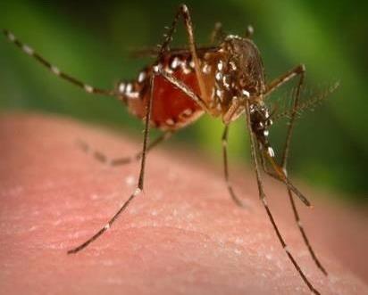 在野外被毒蚊子咬了怎么办？孕妇被毒蚊子咬了怎么消肿止痒