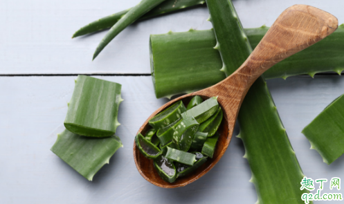 家养的芦荟能给孕妇吃吗 哪些人不宜吃芦荟