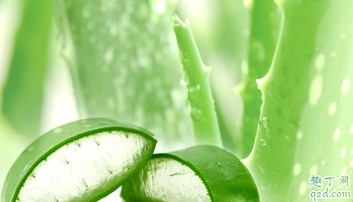 家养的芦荟能给孕妇吃吗 哪些人不宜吃芦荟
