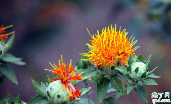 孕初期可以喝红花水吗 孕妇误食红花水会怎么样
