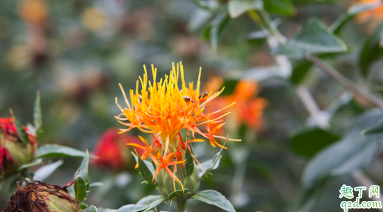 孕初期可以喝红花水吗 孕妇误食红花水会怎么样