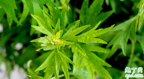 艾叶煮水能不能给孕妇用 孕妇使用艾叶水需注意哪些事项