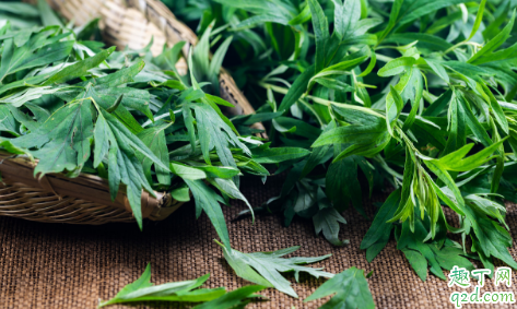 艾叶煮水能不能给孕妇用 孕妇使用艾叶水需注意哪些事项