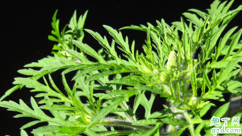 艾叶煮水能不能给新生儿洗澡用 艾草水洗澡有啥好处