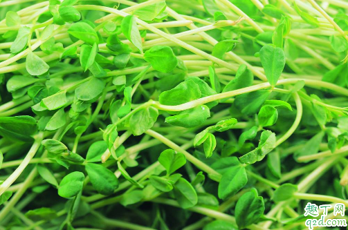 绿豆芽能给刚怀孕的人吃吗 孕期吃绿豆芽有没有营养