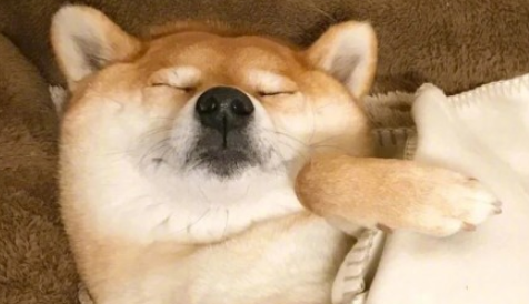 朋友圈春节待在家表情包带字2020 初一一动不动初二按兵不动