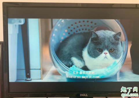 电影囧妈猫什么品种 囧妈同款猫多少钱