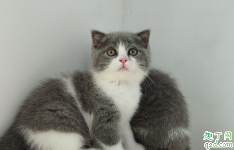 电影囧妈猫什么品种 囧妈同款猫多少钱