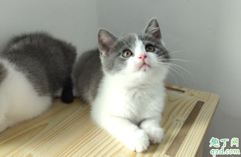 电影囧妈猫什么品种 囧妈同款猫多少钱