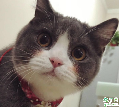 电影囧妈猫什么品种 囧妈同款猫多少钱