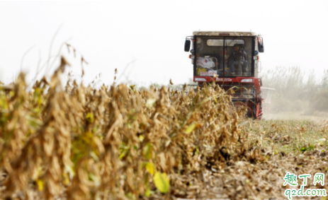 偏晚熟大豆荚不实什么情况 温度会造成大豆荚不实吗