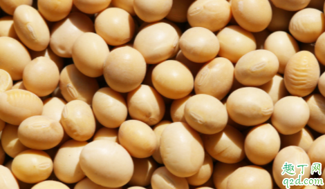 偏晚熟大豆荚不实什么情况 温度会造成大豆荚不实吗