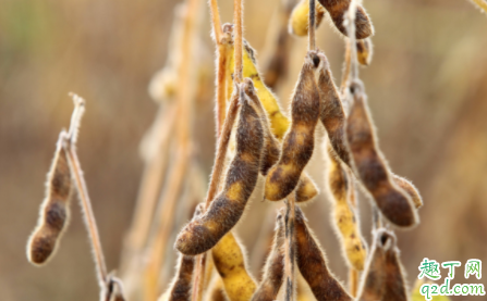 偏晚熟大豆荚不实什么情况 温度会造成大豆荚不实吗