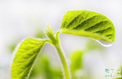 偏晚熟大豆荚不实什么情况 温度会造成大豆荚不实吗