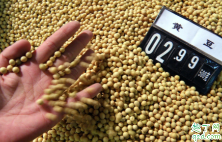 大豆荚不实怎么施肥 怎么播种避免大豆荚不实