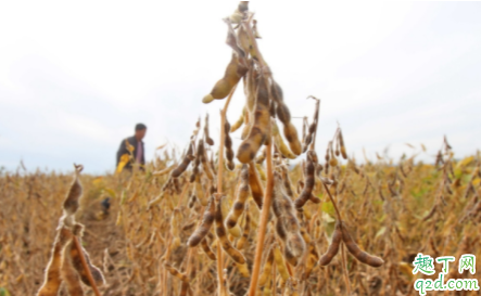 大豆荚不实怎么施肥 怎么播种避免大豆荚不实